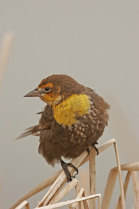 黄黑色摄影照片_黄头黑鸟雌性 (Xanthocephalus xanthocephalus)