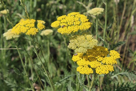 黄色开花的西洋蓍草 (Achillea millefolium)。