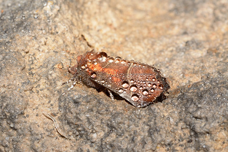 罕见的洞穴蛾，Scoliopteryx libatrix