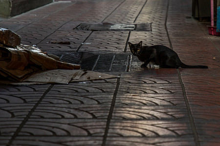 一只黑流浪猫在巷子里的街道上看着相机的侧视图。