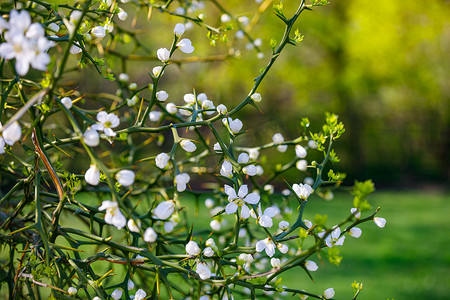 春天盛开的灌木丛，在绿色森林的背景下开着白花。