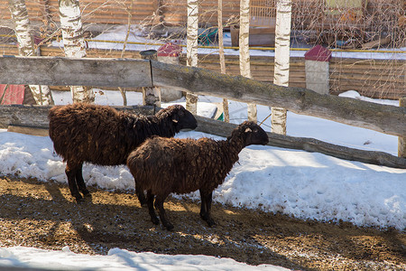晒肉摄影照片_羊群站在积雪的斜坡上，晒着傍晚的阳光。