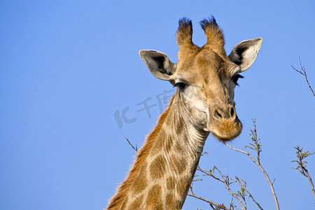 游猎摄影照片_长颈鹿，野生动物保护区，南非