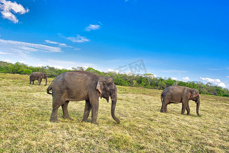 斯里兰卡大象，考杜拉国家公园，斯里兰卡