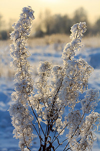 在阳光明媚的日子里，森林里覆盖着霜和雪花的小穗和树枝