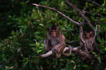 一只小猴子（食蟹猕猴）晚上坐在树枝上看着相机。