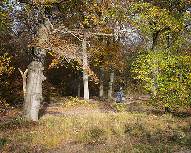 女人在荷兰乌得勒支附近的秋天森林里骑自行车