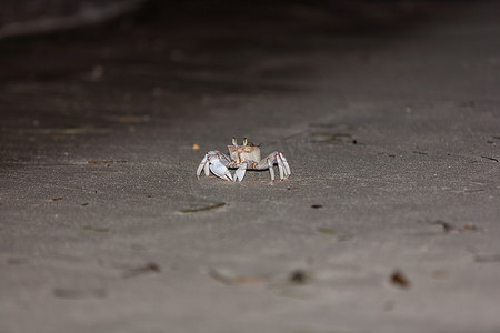 沙滩上生物摄影照片_灰色沙滩上的螃蟹