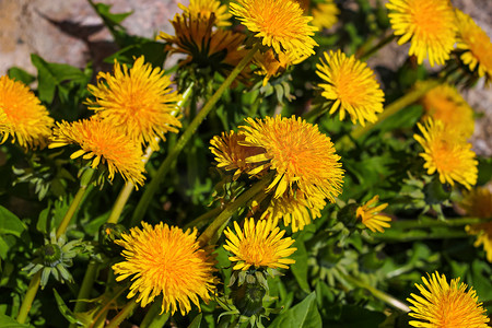 蒲公英联盟摄影照片_草地上特写的黄色蒲公英花。