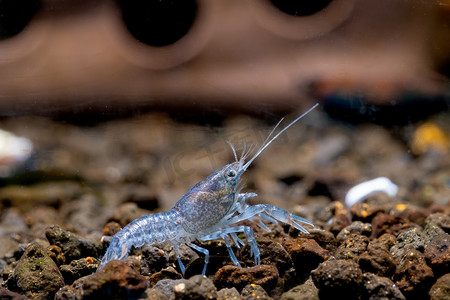 浅蓝色小龙虾矮虾在水生土壤中寻找食物，背景有装饰。