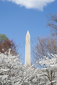 春天樱花节摄影照片_春天的华盛顿纪念碑