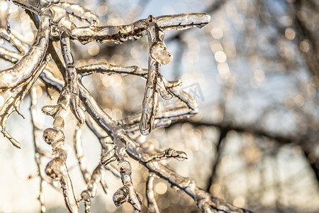 冰雨过后植物上有冰晶的自然背景
