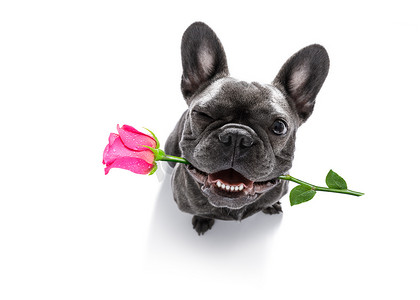 狗在情人节抬头看玫瑰