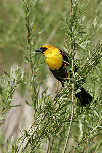 雄性黄头黑鸫 (Xanthocephalus xanthocephalus)