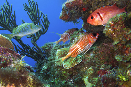Longspine 松鼠鱼，加勒比海，Playa Giron，古巴