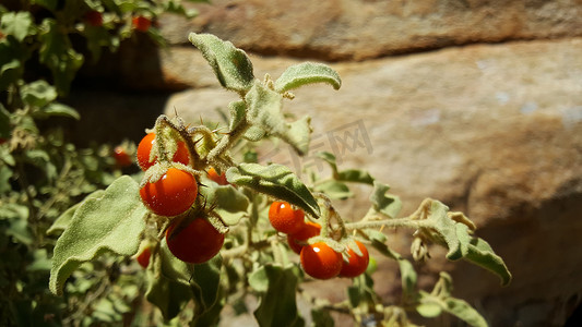 紫杉树摄影照片_Cederberg 荒野地区的樱桃番茄
