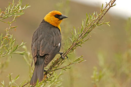 黄黑色摄影照片_雄性黄头黑鸫 (Xanthocephalus xanthocephalus)