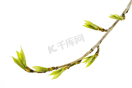 白杨树摄影照片_分支白杨树与春芽隔离在白色