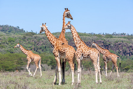 游猎摄影照片_大草原上的长颈鹿群