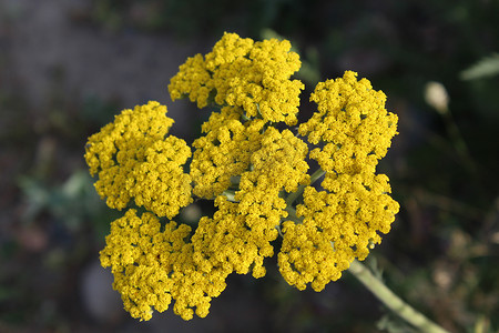 黄色开花的西洋蓍草 (Achillea millefolium)。