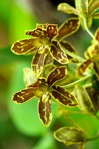 绿色和黄色兰花（grammatophyllum orchid）