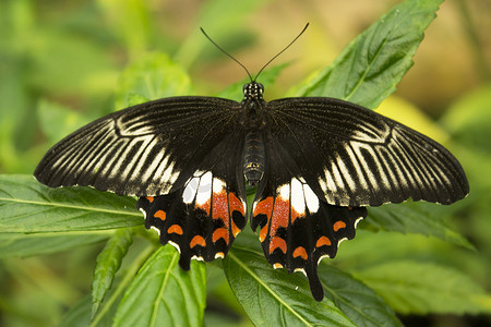 棕白色和红色调的蝴蝶，翅膀张开