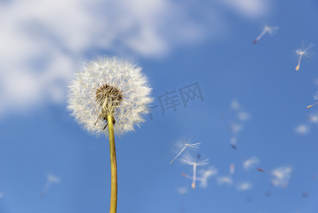 风吹摄影照片_蒲公英飞花粉