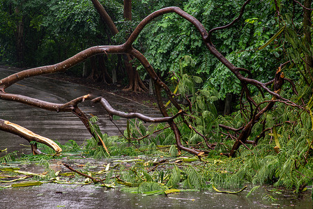 暴雨过后，落下的树木碎片阻碍了森林中的道路。