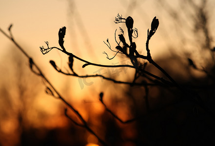 树枝晚上摄影照片_日落天空前有小叶子的树枝