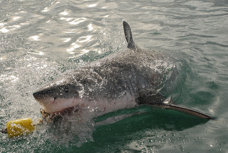 大白鲨 (Carcharodon carcharias)