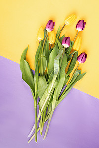 双色背景摄影照片_双色背景上黄色和紫色郁金香的顶部视图