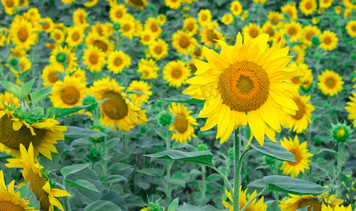 黄花田摄影照片_在农村夏田草甸的五颜六色的明亮的黄色向日葵