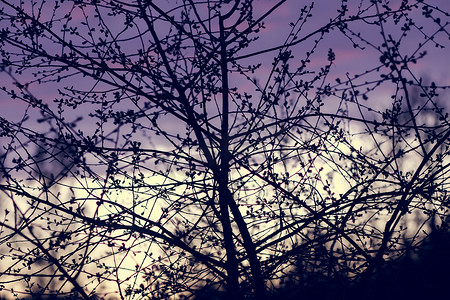 在春天花园的傍晚天空背景上的树枝。