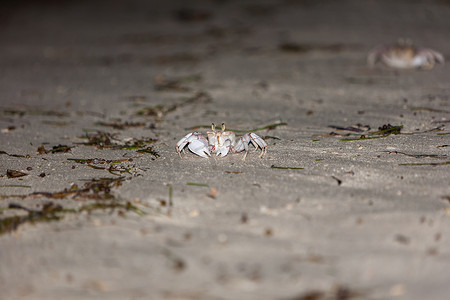 灰色沙滩上的螃蟹