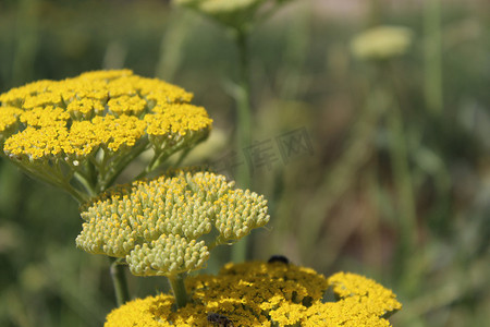 黄色开花的西洋蓍草 (Achillea millefolium)。