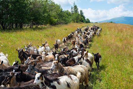 山羊群在喀尔巴阡山脉的土路上
