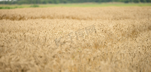 夏日麦穗成熟的大田，有选择的焦点