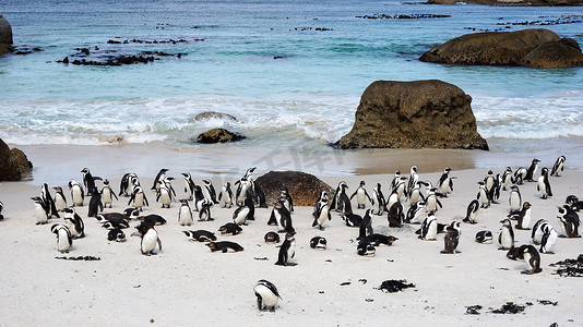 巨石滩上的非洲企鹅