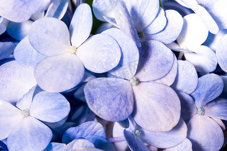 花束中的蓝色易碎花和小白花