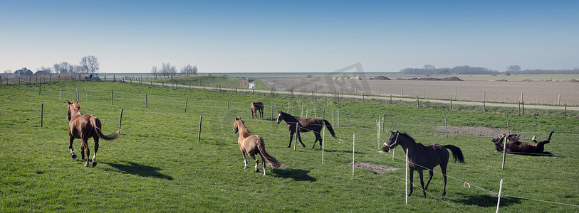 荷兰泽兰省蓝天下乡村景观中的马
