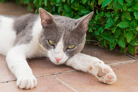 天猫猫头摄影照片_杂色猫