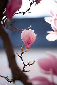 春天：盛开着粉红色玉兰花的树，美丽