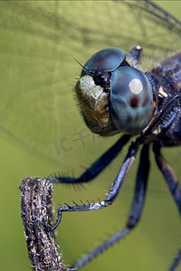 野生蓝蜻蜓的头