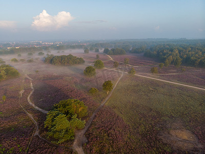 荷兰 Hilversum Veluwe Zuiderheide 附近盛开的石南花田，早晨盛开的粉紫色石南花田，日出时有薄雾