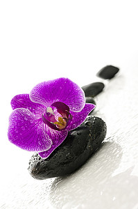代表温泉概念的黑小卵石和紫色兰花