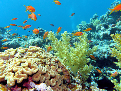 珊瑚礁与大脑和软珊瑚 onat 热带海底蓝色水背景