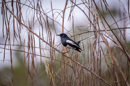 东方喜鹊知更鸟 (Copsychus saularis) 在白色背景的树枝上的图像。