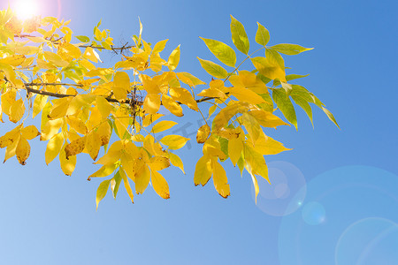 黄叶秋树的背光分支