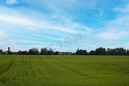 绿色麦田摄影照片_在阳光明媚的日子里，绿色麦田的美景。
