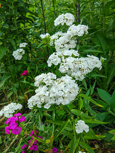 白色康乃馨摄影照片_美丽的花园白色康乃馨花。
